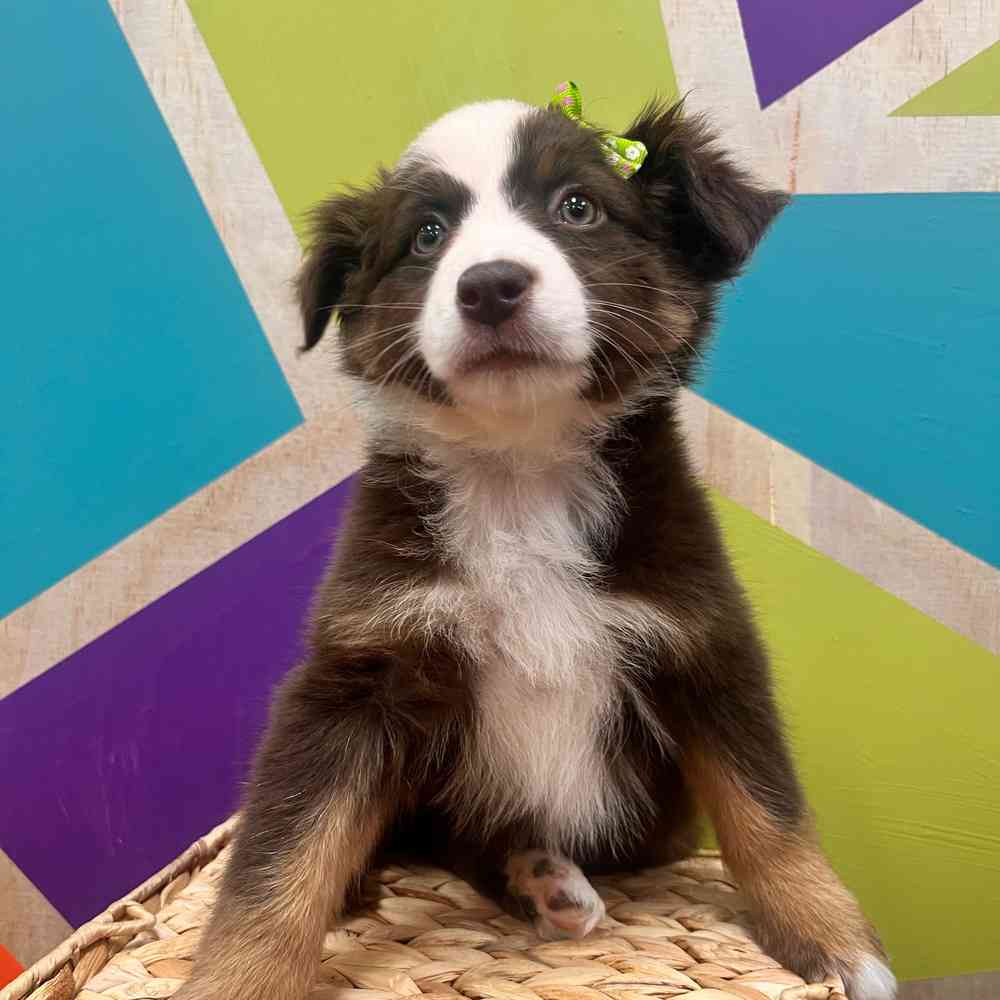 carousel pet images