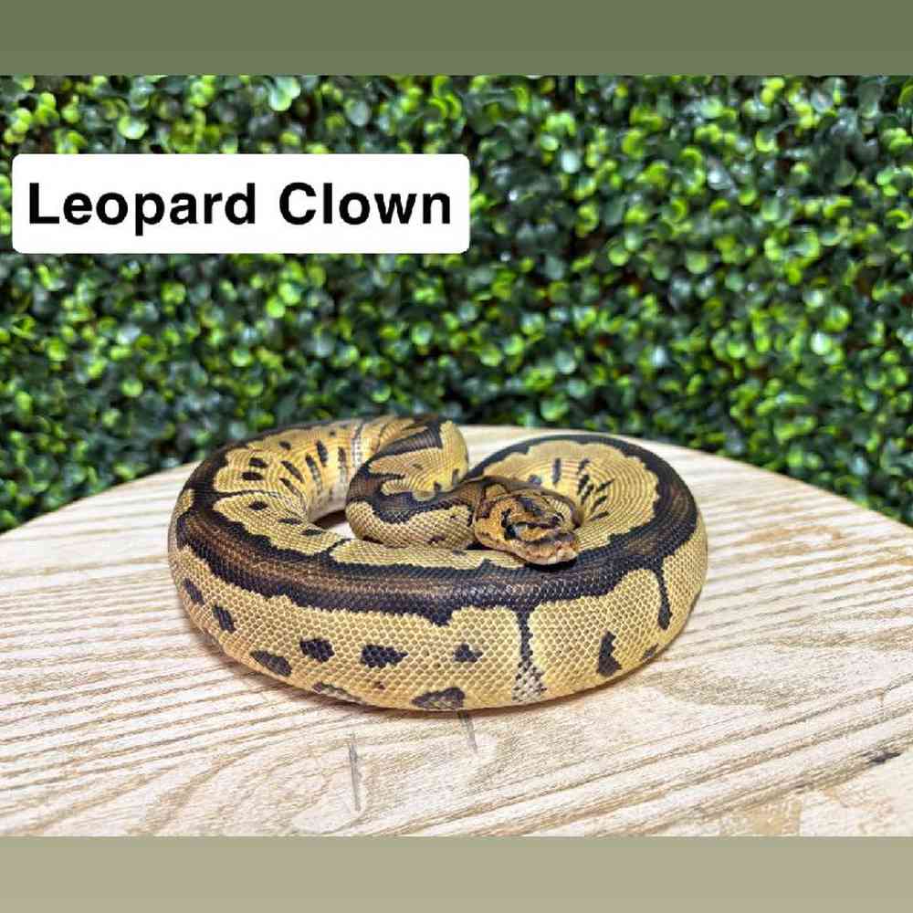 Image of a pet breed in the gallery