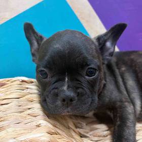 Frenchton