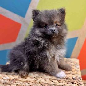 Pomeranian