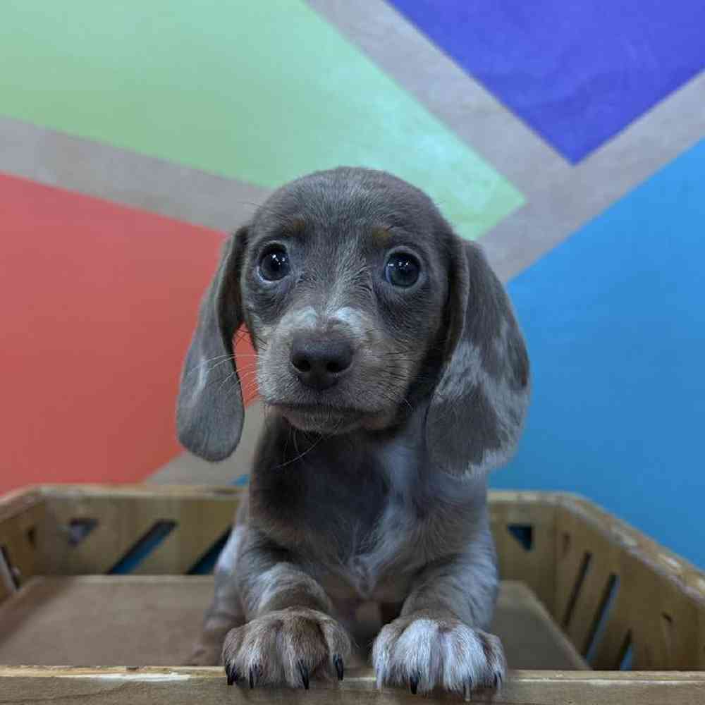 carousel pet images