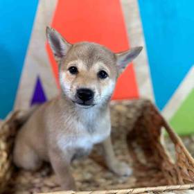 Shiba Inu