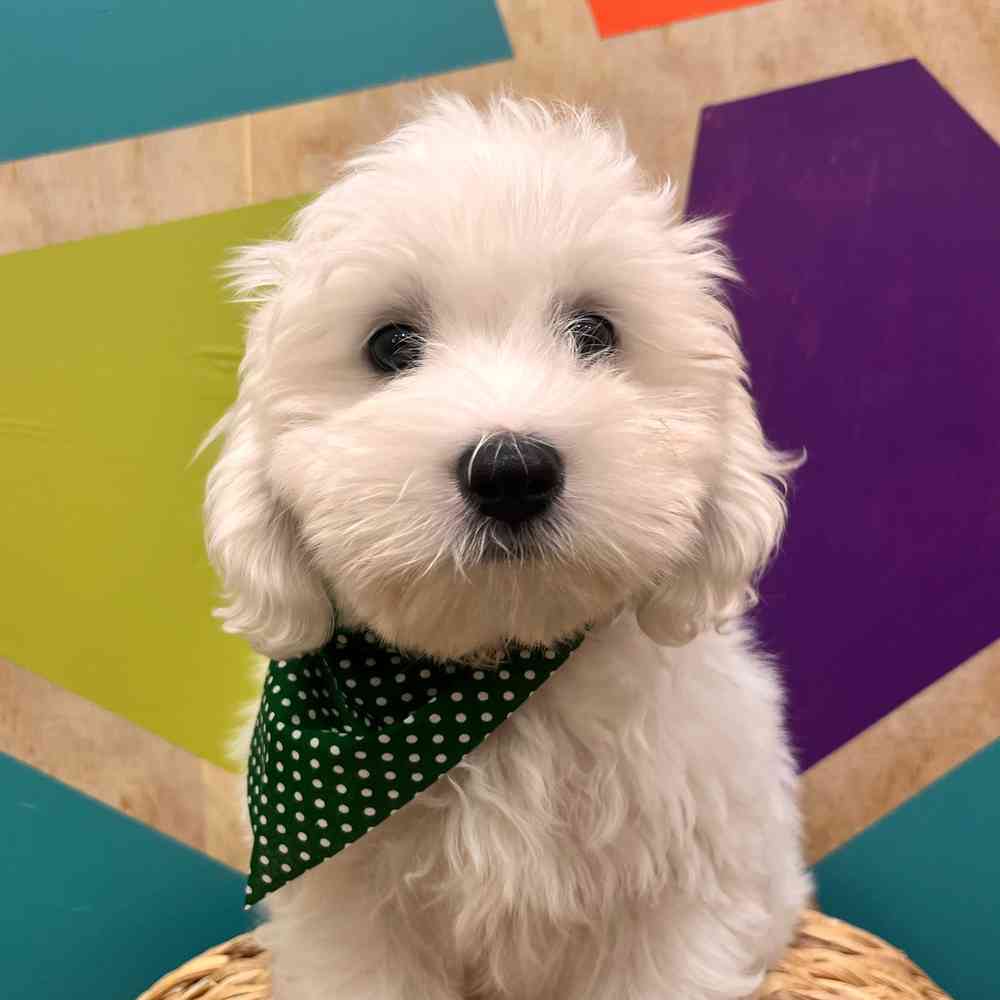 carousel pet images