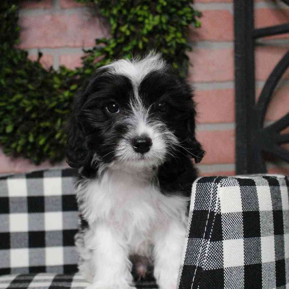 Male Cavapoo Puppy for sale