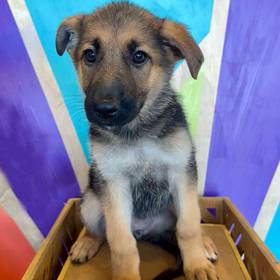German Shepherd