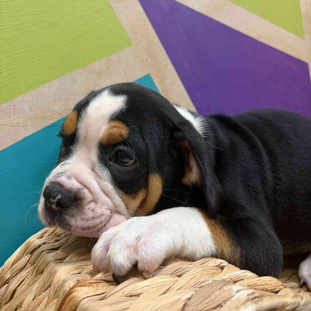 carousel pet images