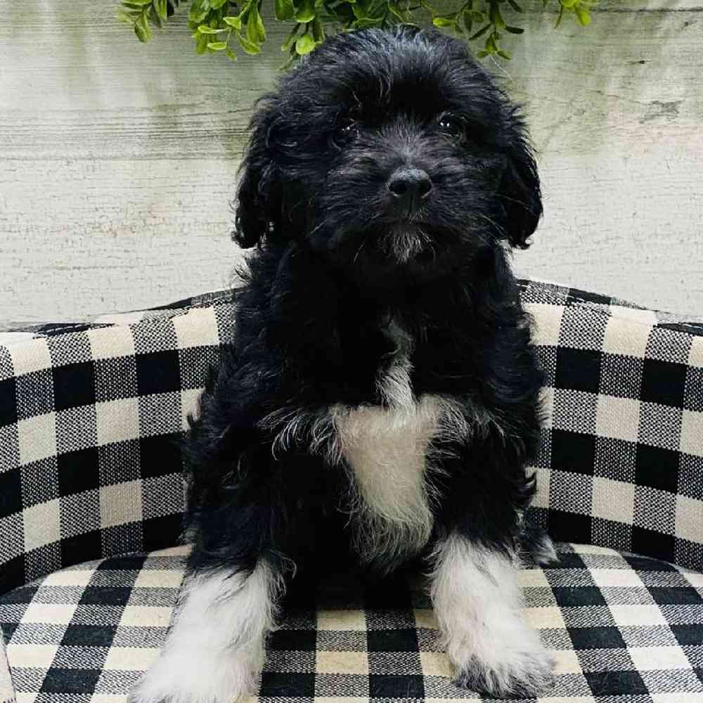 Female Aussiedoodle Puppy for sale