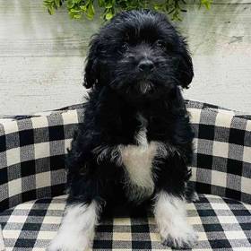 Aussiedoodle