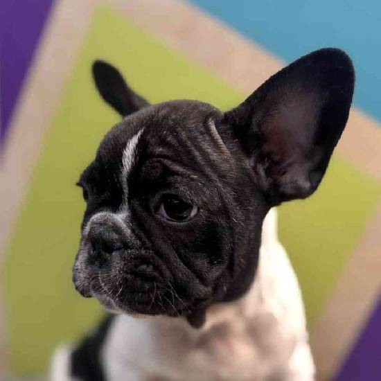 French Bulldog