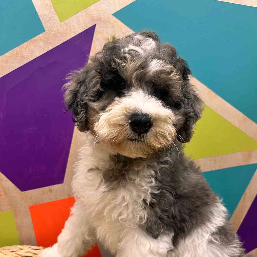 carousel pet images