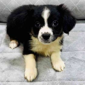 Mini Aussie