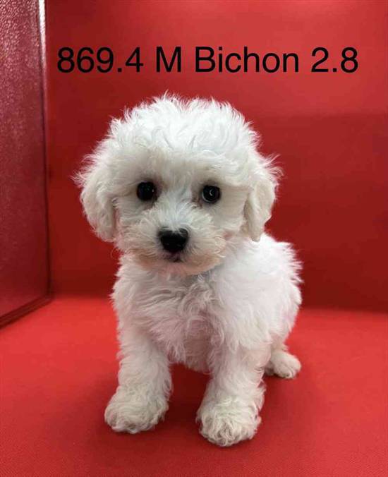 Bichon