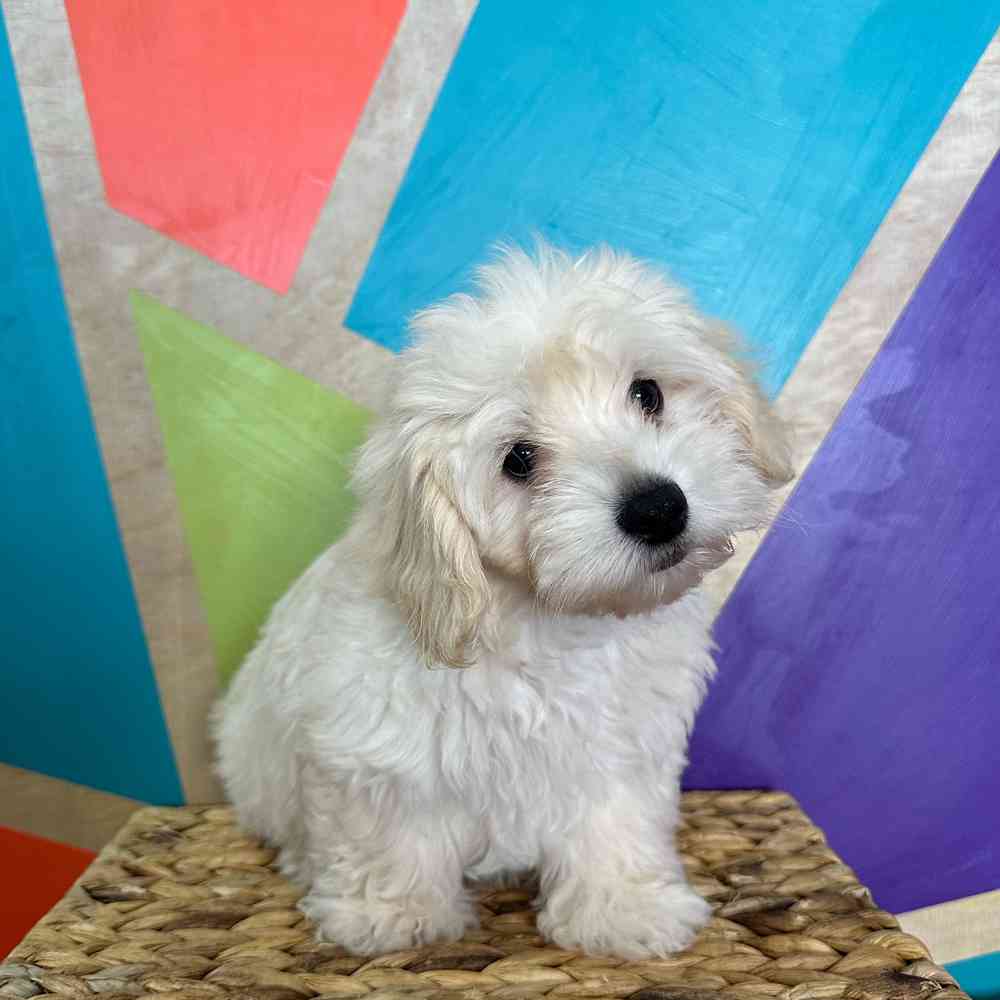 Image of a pet breed in the gallery