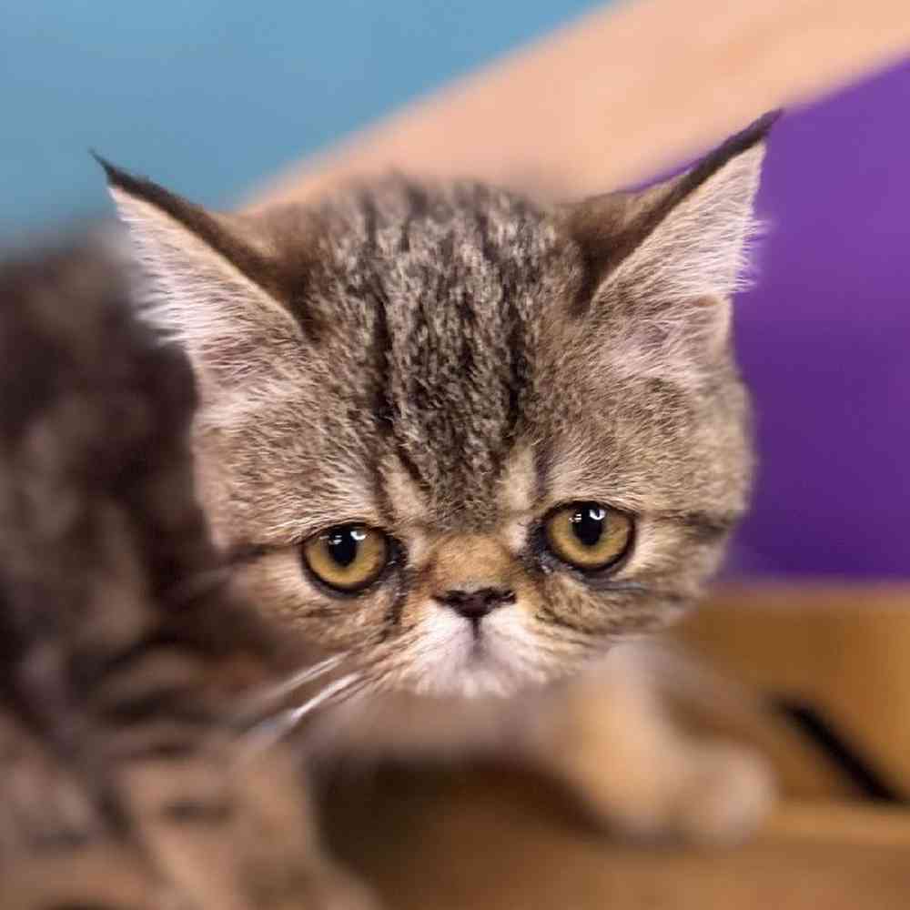 carousel pet images