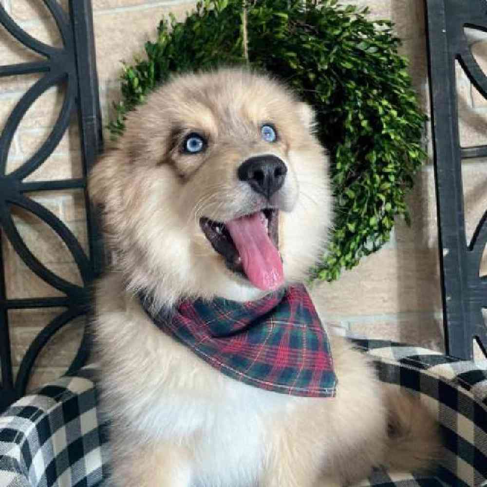 Male Pomsky Puppy for sale
