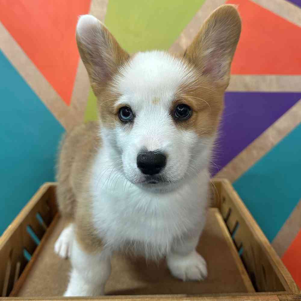 carousel pet images