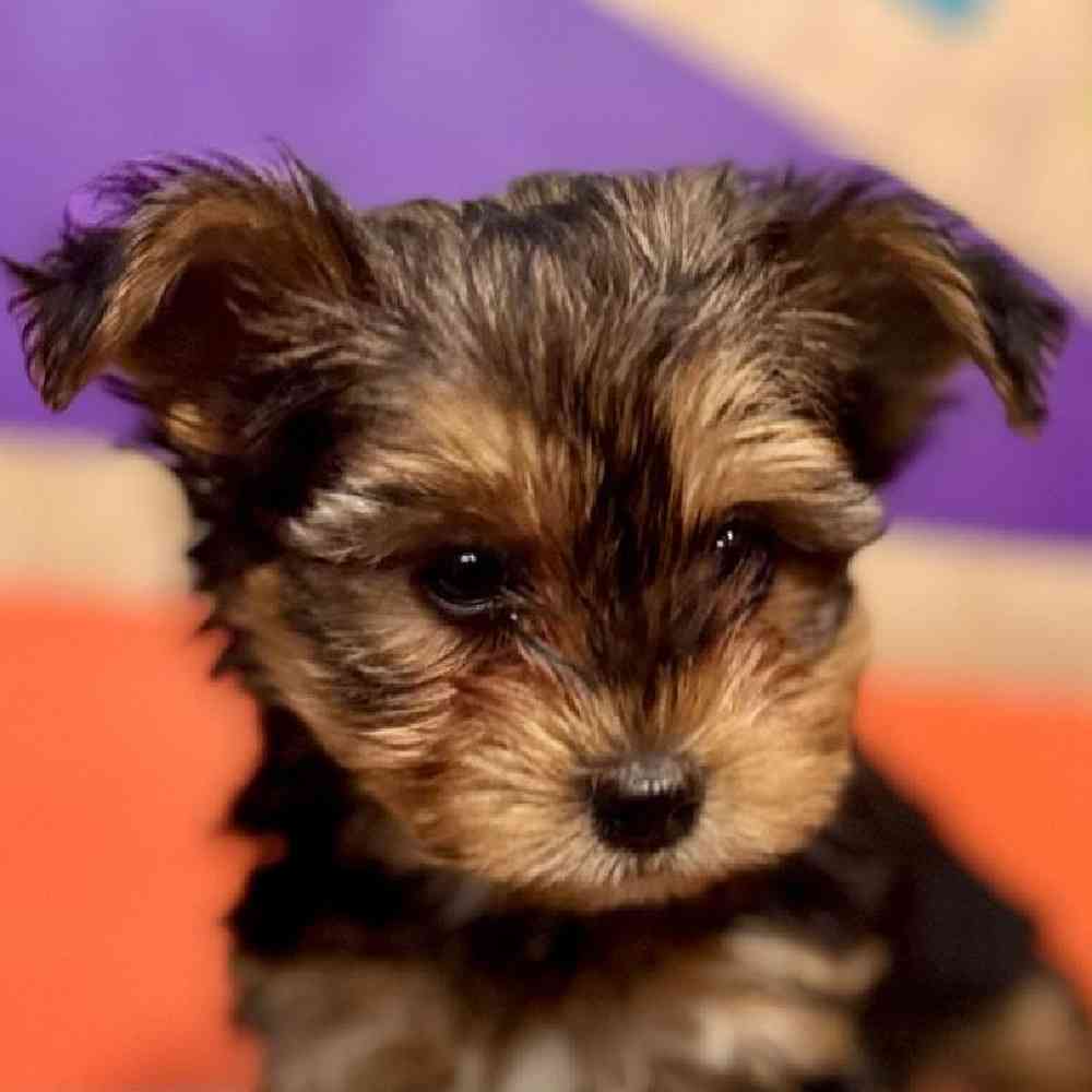 Male Yochon Puppy for Sale in Rogers, AR