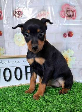 Min Pin