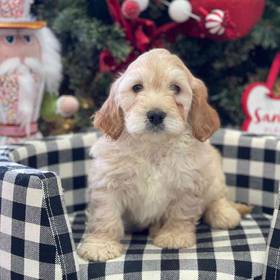 Mini Goldendoodle