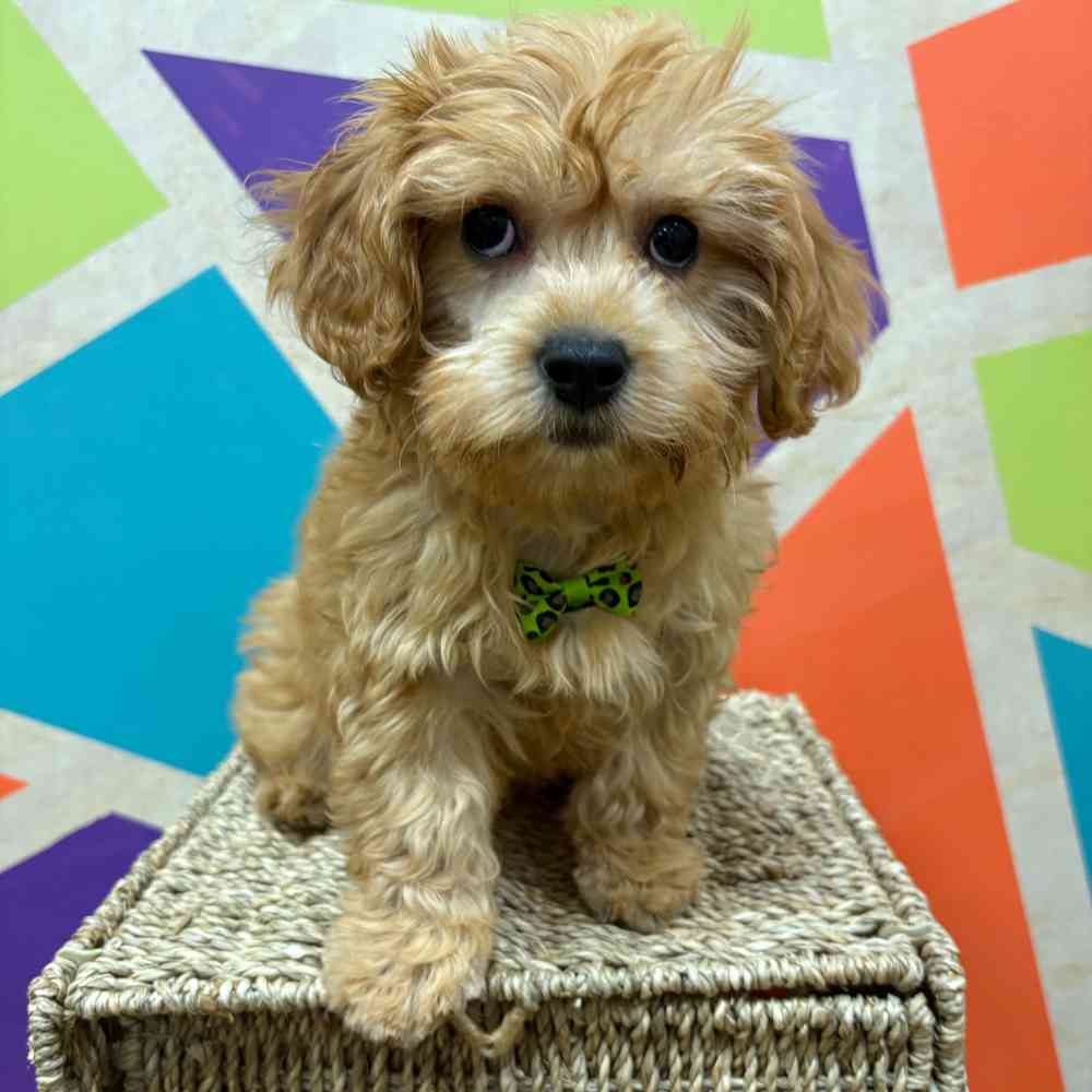 carousel pet images