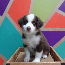 Mini Aussie