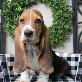 Basset Hound