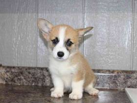 Pembroke Welsh Corgi