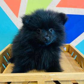 Pomeranian