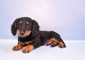Dachshund