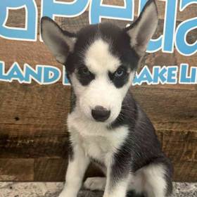 Siberian Husky