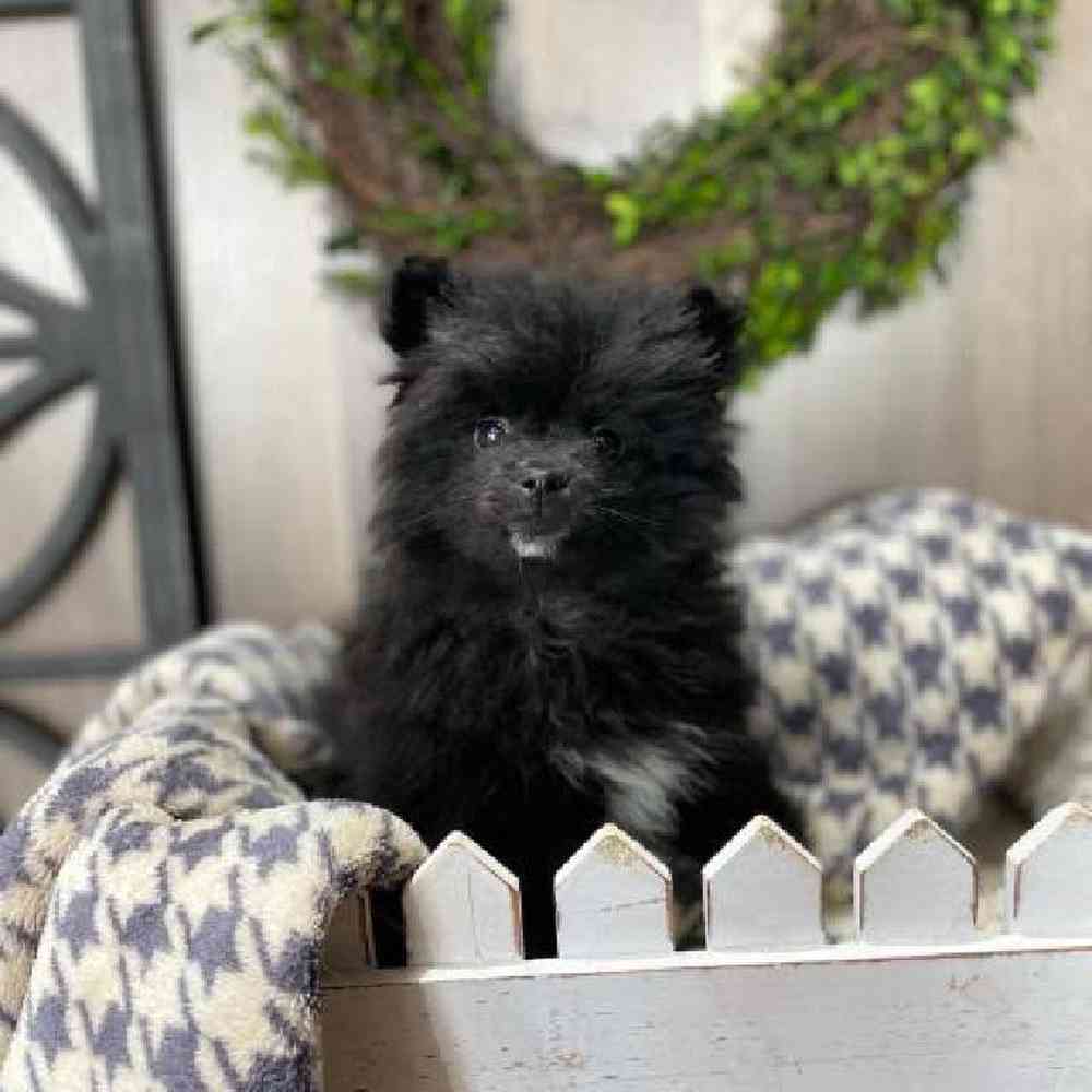 Male Pomeranian Puppy for Sale in Rogers, AR