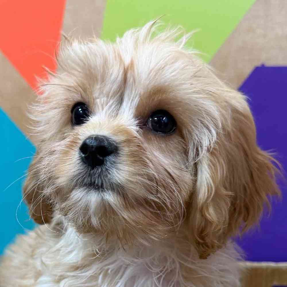 carousel pet images