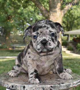 French Bulldog