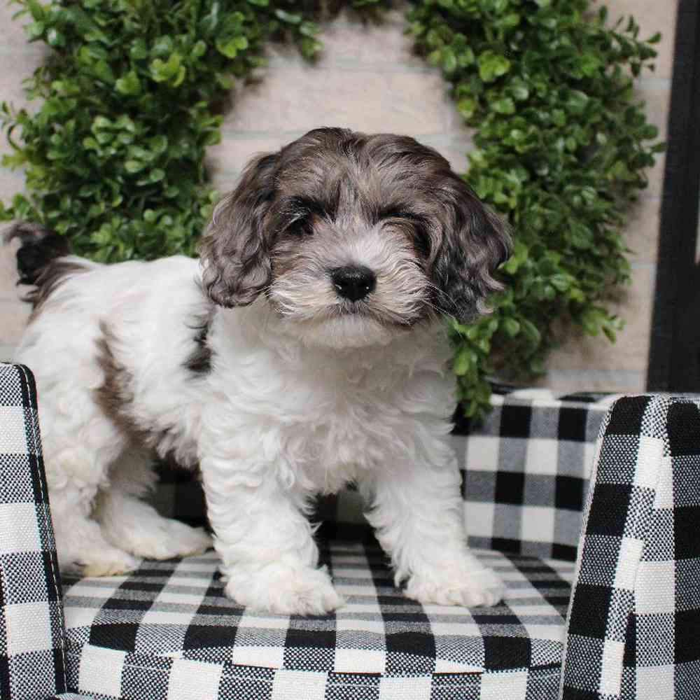 carousel pet images