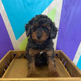 Cavapoo