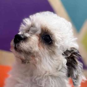Mini Poodle