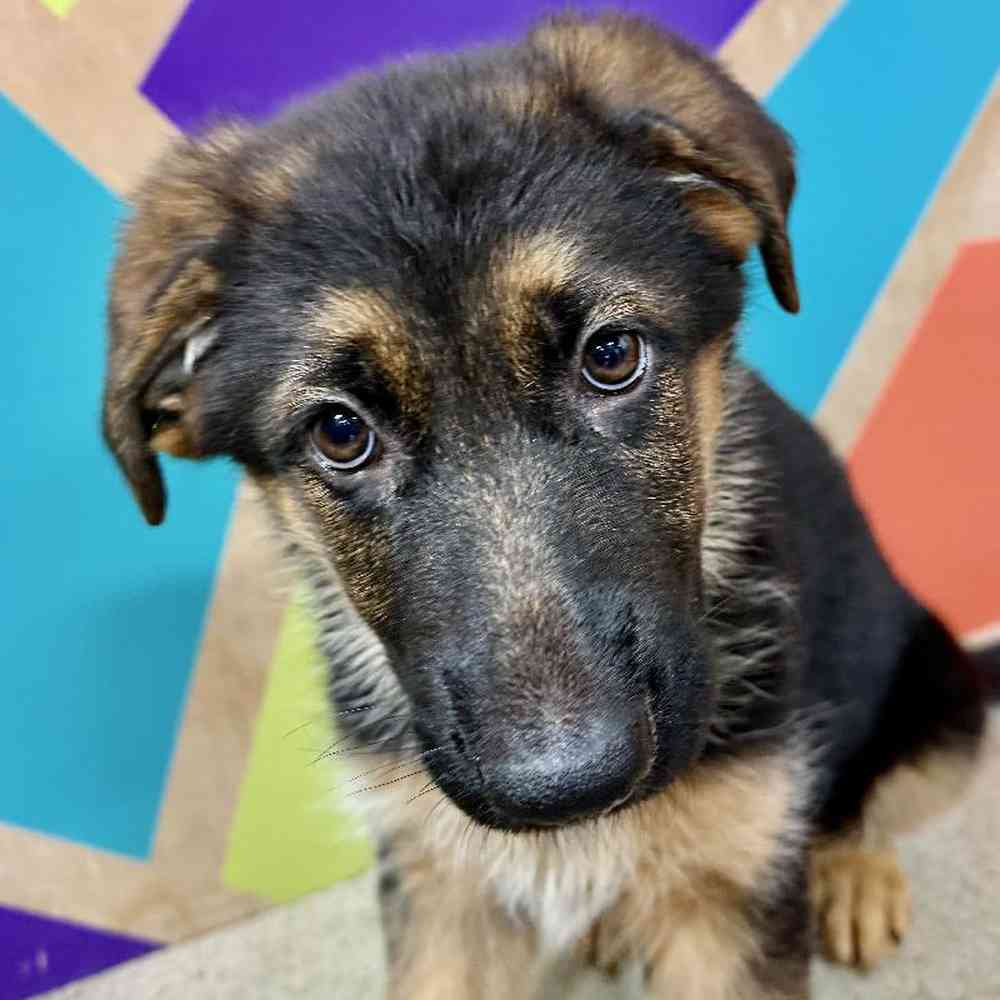 Male German Shepherd Puppy for Sale in Joplin, MO