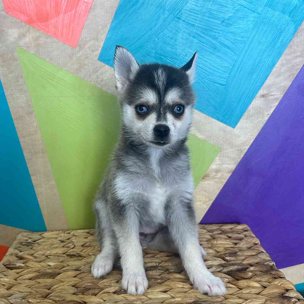 carousel pet images