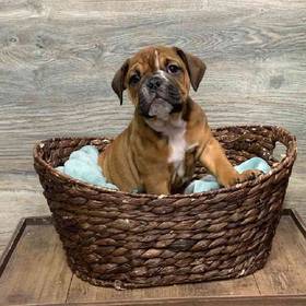 English Bulldog
