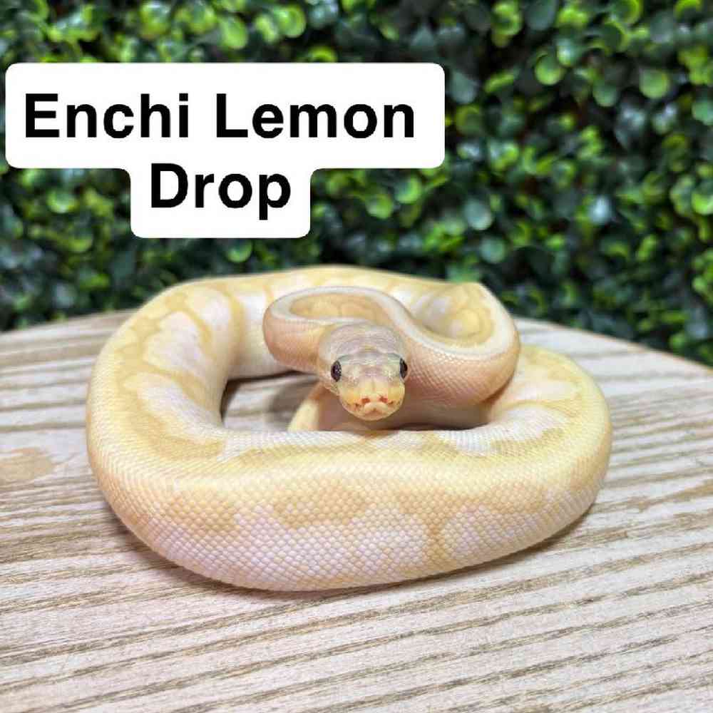 Male Ball Python Reptile for Sale in Joplin, MO