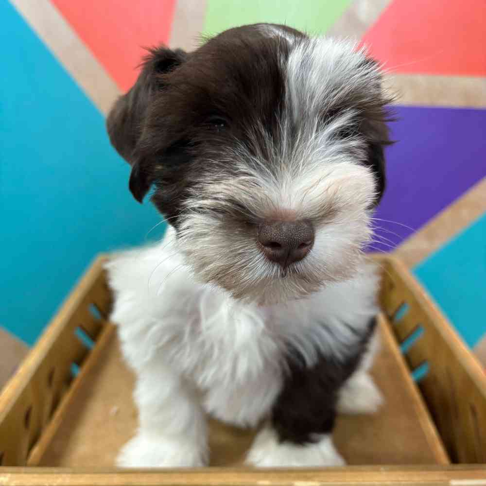 carousel pet images