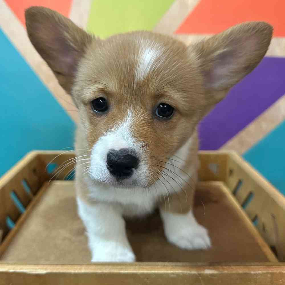 Image of a pet breed in the gallery