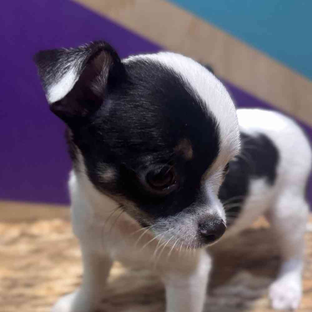 carousel pet images