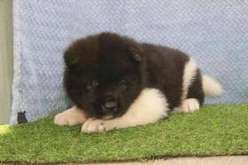 Akita