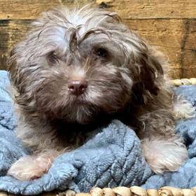 Havanese