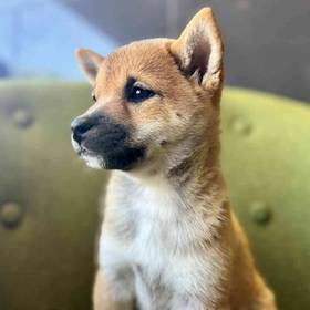 Shiba Inu