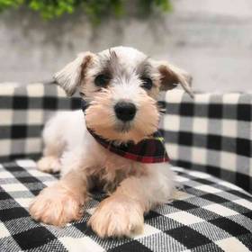 Mini Schnauzer