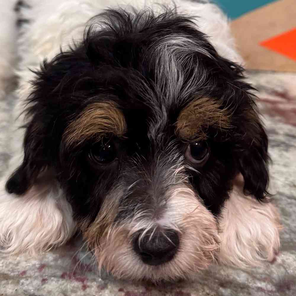 Image of a pet breed in the gallery