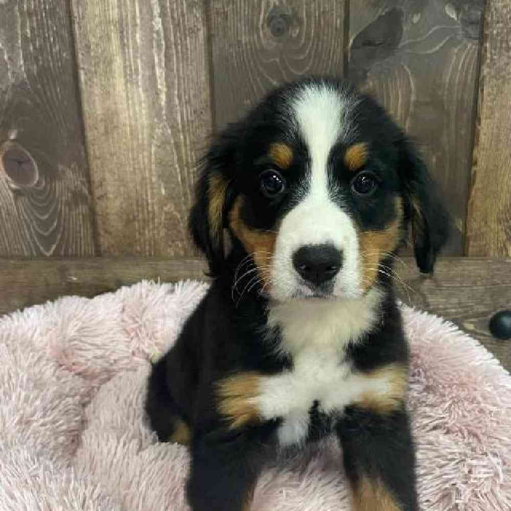 Female Bernese Mountain Dog Puppy for sale