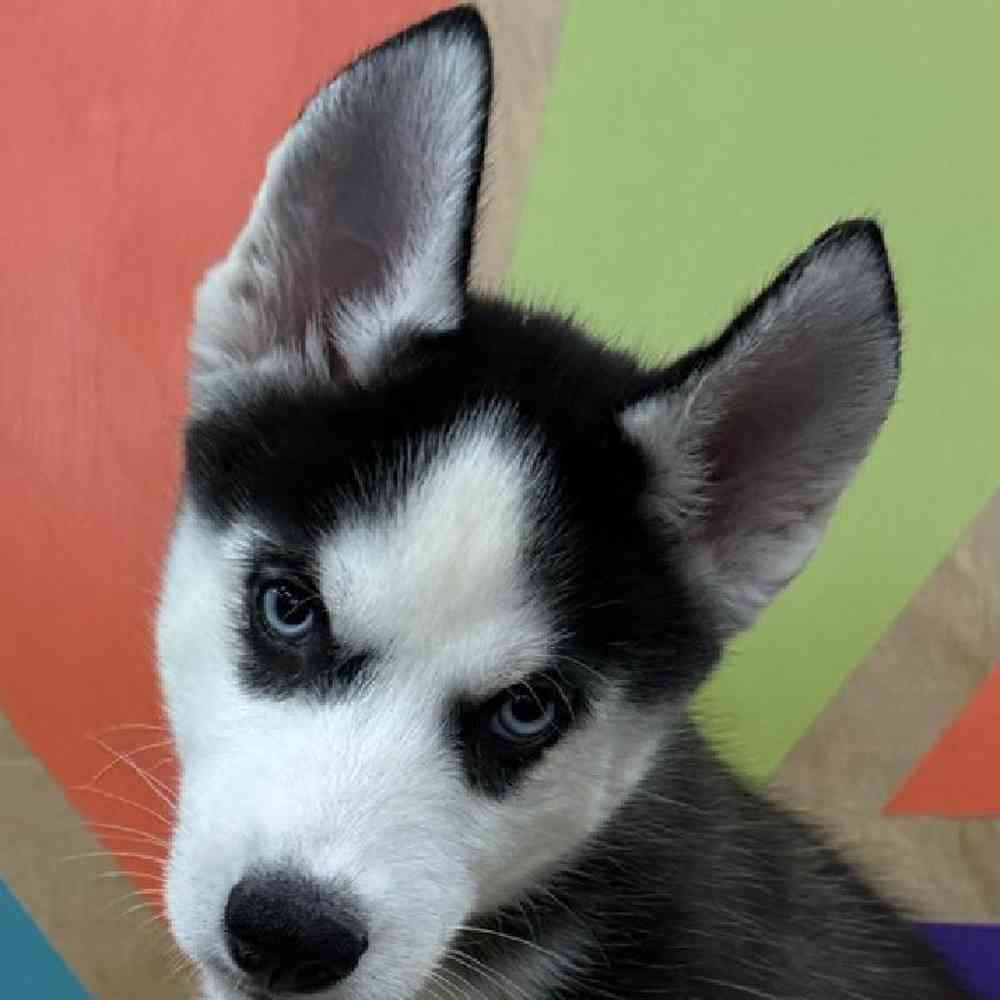 Female Siberian Husky Puppy for Sale in Joplin, MO
